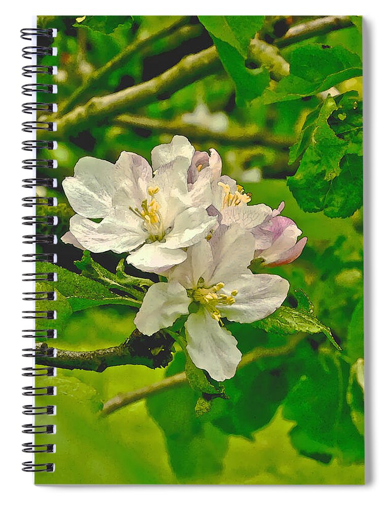 Apple Flowers Spiral Notebook featuring the photograph Apple Flowers. by Elena Perelman