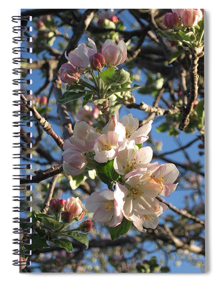  Spiral Notebook featuring the photograph Apple Promise by Ron Monsour