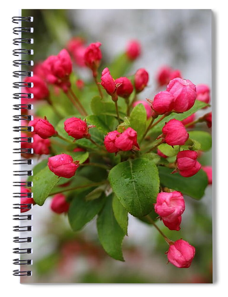 Apple Tree Flower Bouquet Spiral Notebook featuring the photograph Apple Tree flower Bouquet by Elizabeth Dow