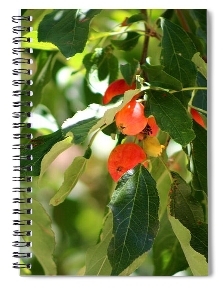 New Mexico Spiral Notebook featuring the photograph Apples of My Eye by Colleen Cornelius