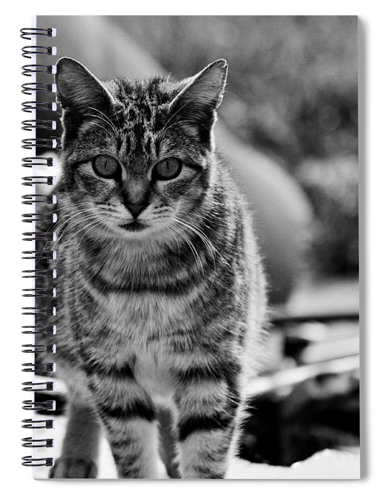 Nature Spiral Notebook featuring the photograph Approaching by Chriss Pagani