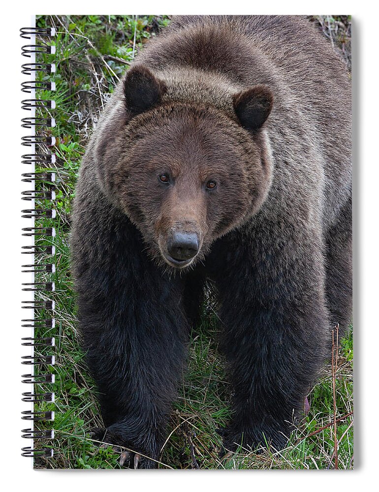 Mark Miller Photos Spiral Notebook featuring the photograph Approaching Grizzly by Mark Miller