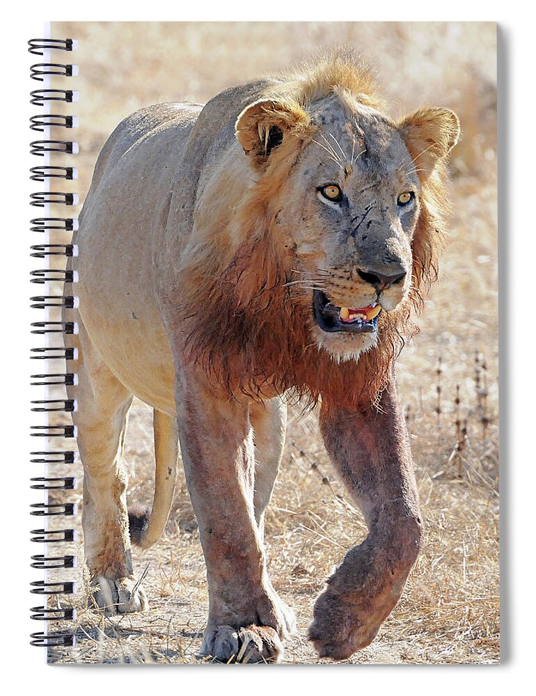 Lion Spiral Notebook featuring the photograph Approaching Lion by Ted Keller