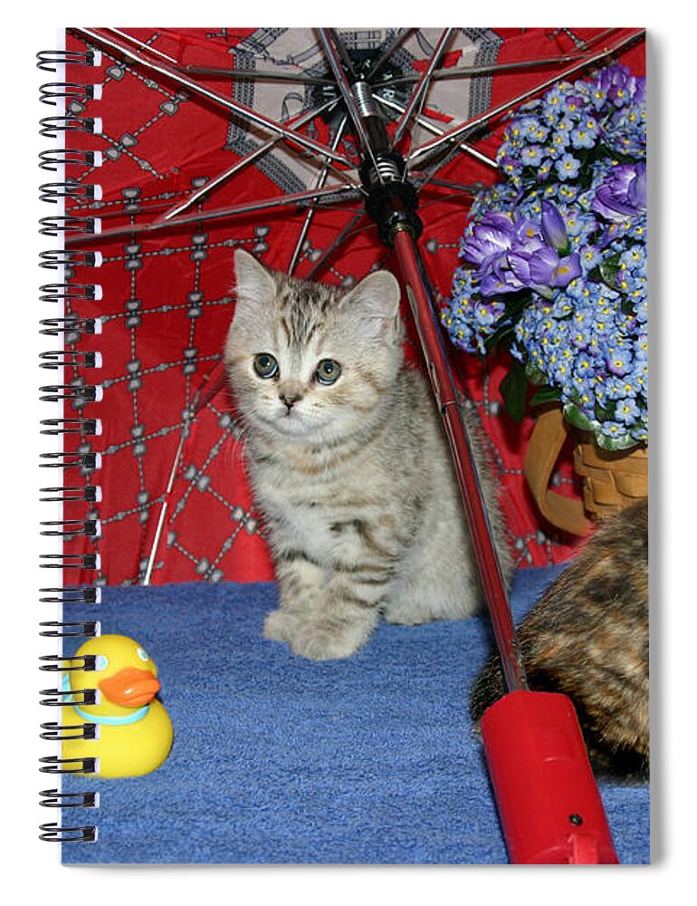 Kittens Spiral Notebook featuring the pyrography April 2005 by Robert Morin