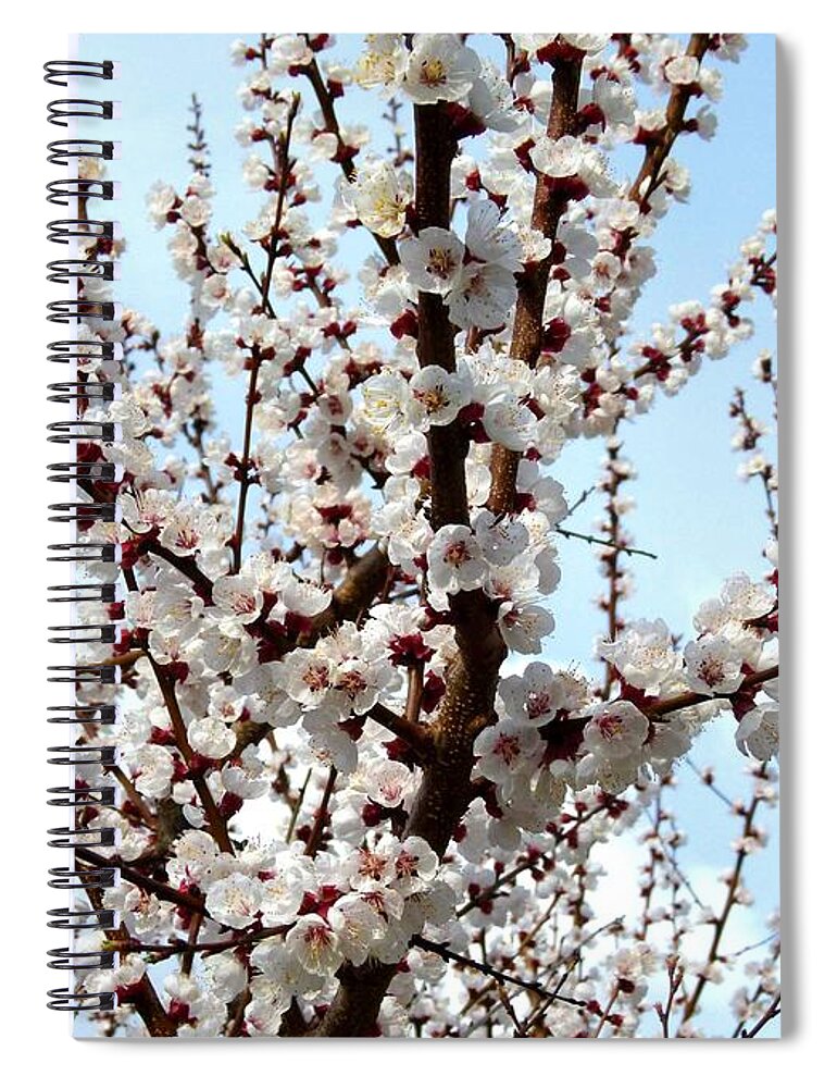 April Apricot Blossoms Spiral Notebook featuring the photograph April Apricot Blossoms by Will Borden