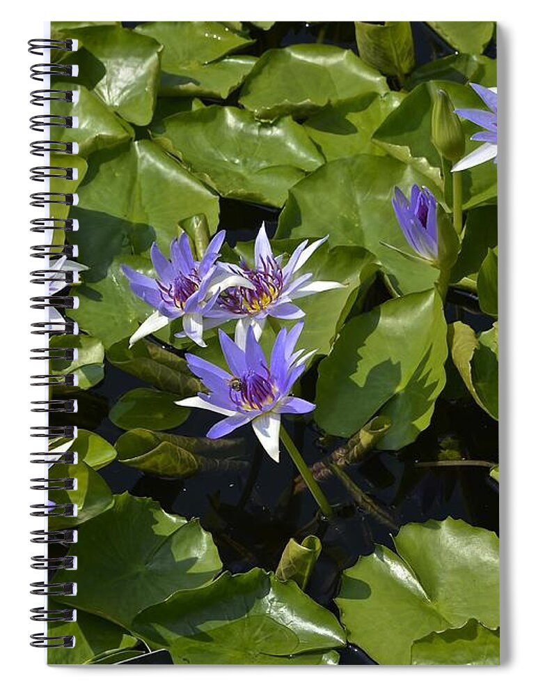 Purple Flower Spiral Notebook featuring the photograph Aquarius Waterlilies by Tana Reiff