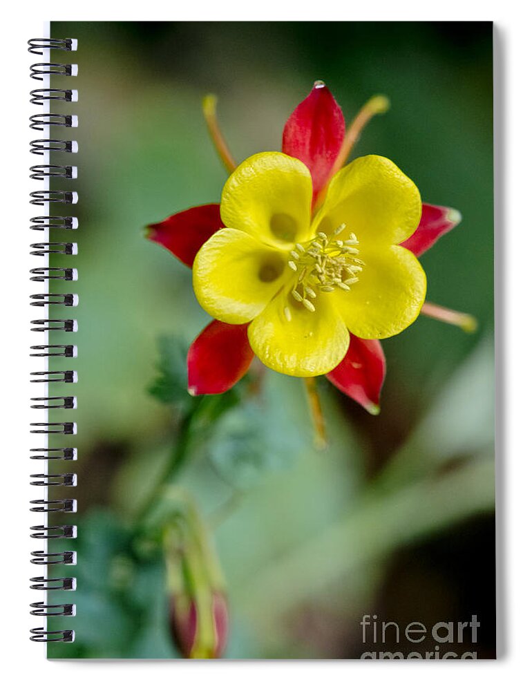 Flowers Spiral Notebook featuring the photograph Aquilegia by Elena Perelman