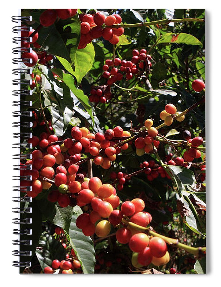 Coffee Spiral Notebook featuring the photograph Arabica Coffee by Aidan Moran