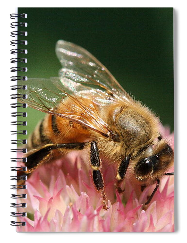 Bee Spiral Notebook featuring the photograph Arched by Angela Rath