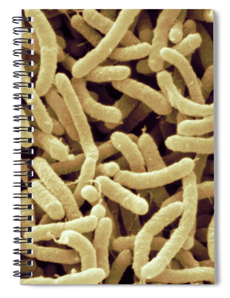 Arcobacter Septicus Spiral Notebook featuring the photograph Arcobacter Septicus Bacteria, Sem by Scimat