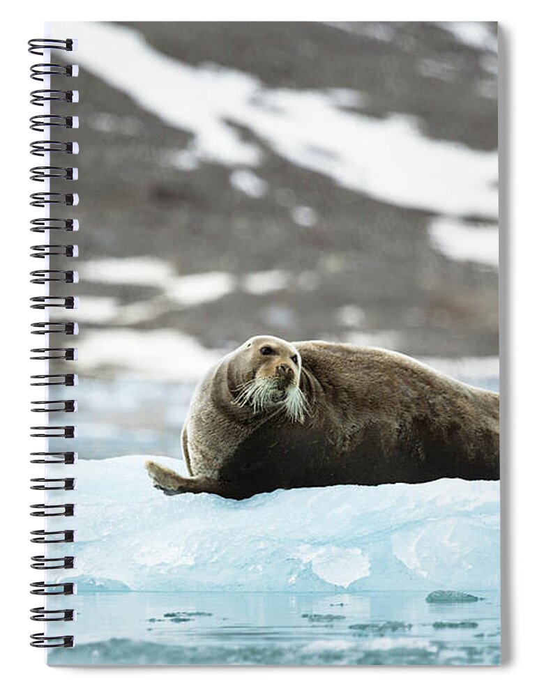 Arctic Spiral Notebook featuring the photograph Arctic Bearded Seal by Lauri Novak