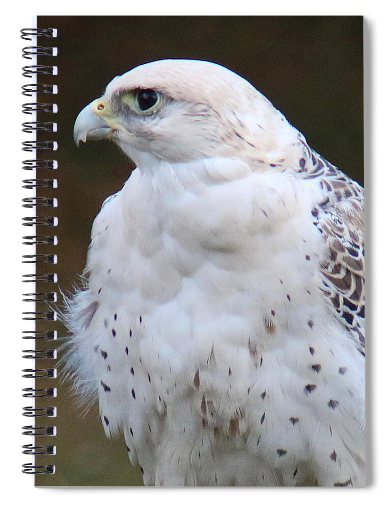 Wildlife Spiral Notebook featuring the photograph Arctic Falcon in Profile by William Selander
