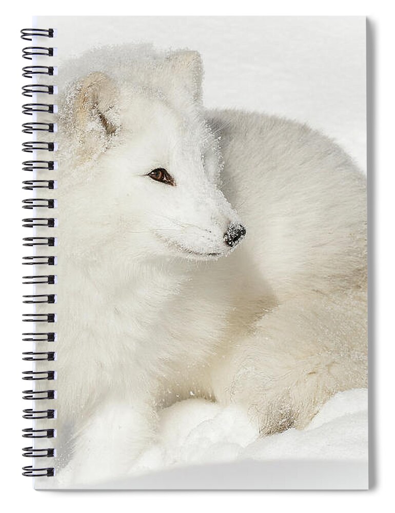 Arctic Fox Spiral Notebook featuring the photograph Arctic Fox Snow Bunny by Athena Mckinzie