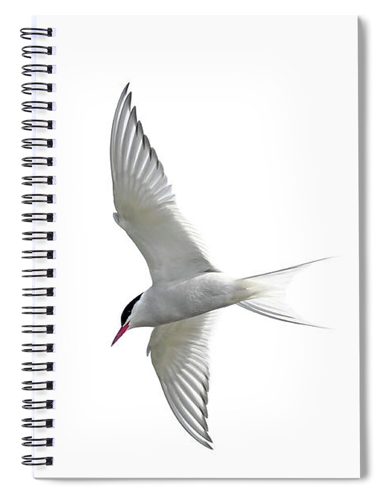 Arctic Tern Spiral Notebook featuring the photograph Arctic Tern flying in Mist by Arterra Picture Library