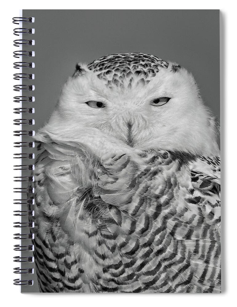 Snowy Owl Spiral Notebook featuring the photograph Arctic Visitor by Jim Zablotny