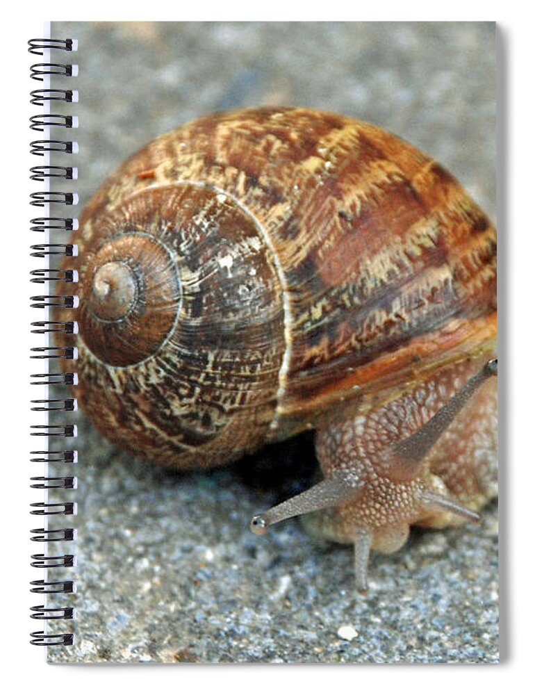 Snail Spiral Notebook featuring the photograph Are you looking at me by Carol Eliassen