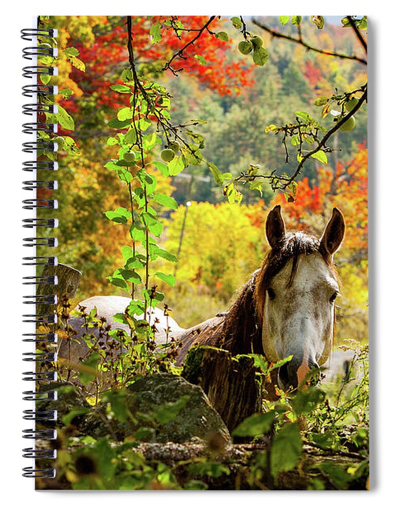 Horse Spiral Notebook featuring the photograph Are you my friend? by Jeff Folger