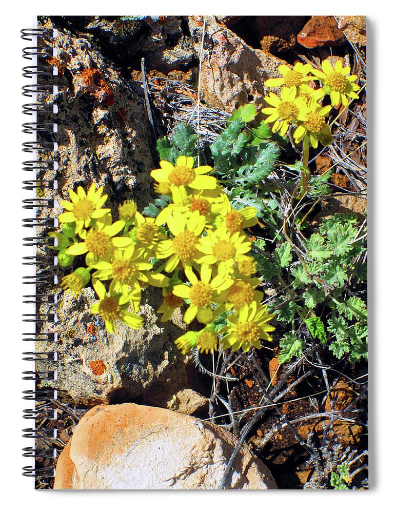 Arizona Spiral Notebook featuring the photograph Arizona Desert Flowers by Ilia -