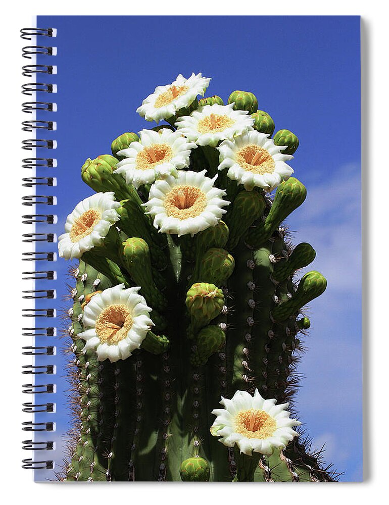 Arizona State Flower- The Saguaro Cactus Flower Spiral Notebook featuring the photograph Arizona State Flower- The Saguaro Cactus Flower by Tom Janca