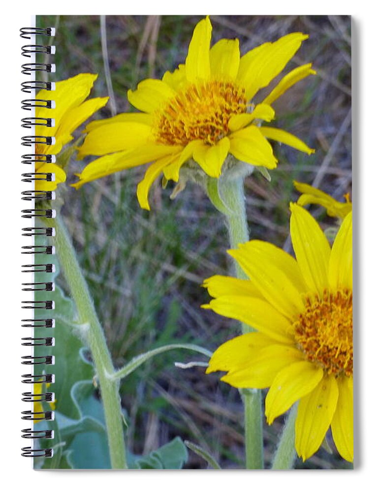 Flower Spiral Notebook featuring the photograph Arrowleaf Balsamroot Flower by Charles Robinson