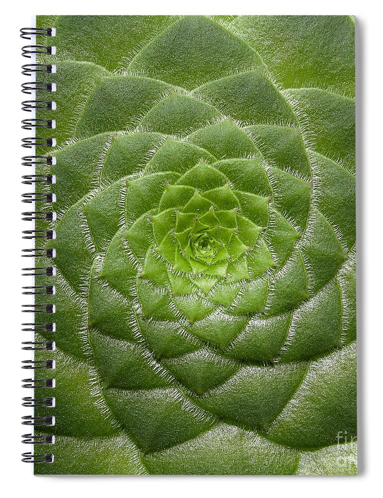 203 Spiral Notebook featuring the photograph Artistic Nature Green Aeonium Cactus Macro Photo 203 by Ricardos Creations