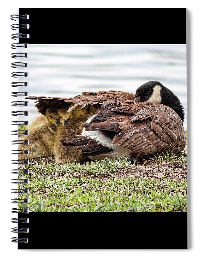 Bill Kesler Photography Spiral Notebook featuring the photograph Under Mom's Wing by Bill Kesler