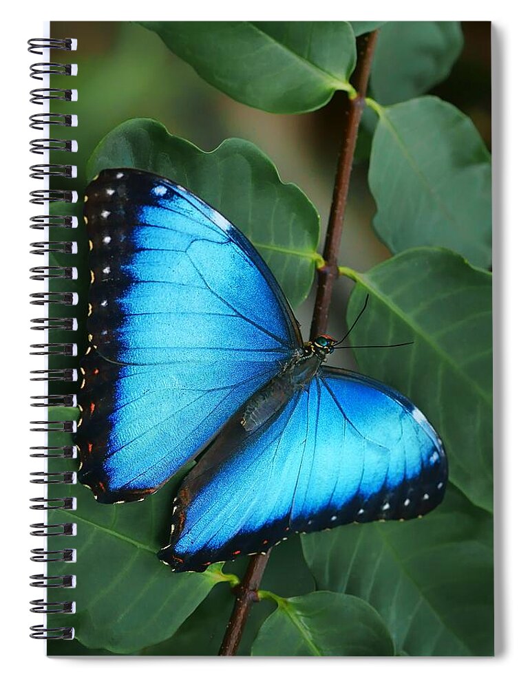 Butterfly Spiral Notebook featuring the photograph Blue Morpho - 2 by Nikolyn McDonald