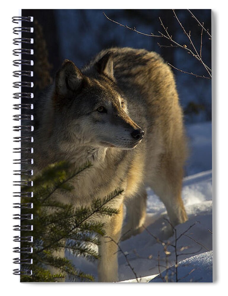 Wolf Spiral Notebook featuring the photograph As the woods awakes by Jeff Shumaker