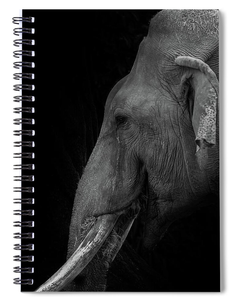 Elepant Spiral Notebook featuring the photograph Asian Elephant by Jaime Mercado