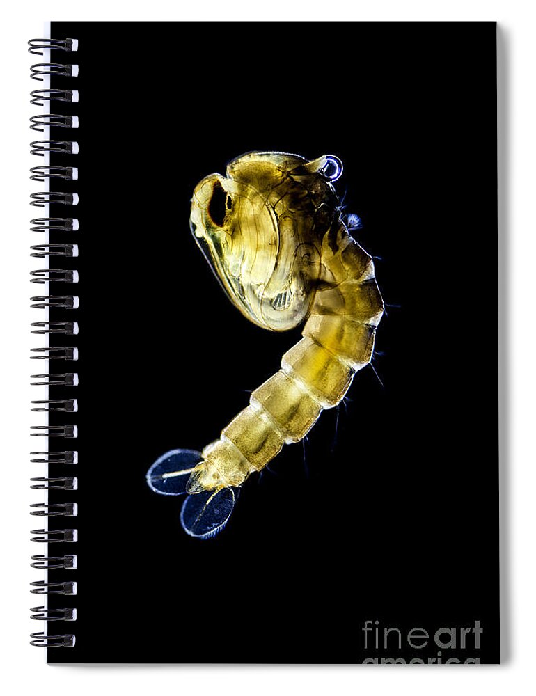 Mosquito Spiral Notebook featuring the photograph Asian Tiger Mosquito Pupa by Rubn Duro/BioMEDIA ASSOCIATES LLC