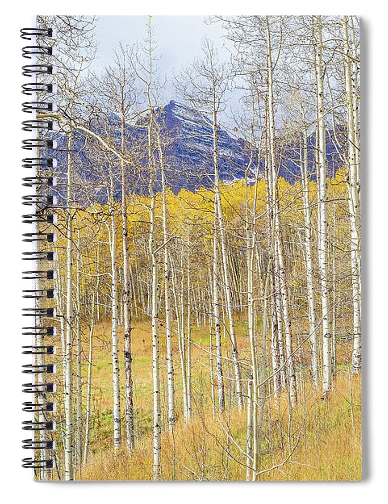 Colorado Spiral Notebook featuring the photograph Aspen Ambience by Eric Glaser