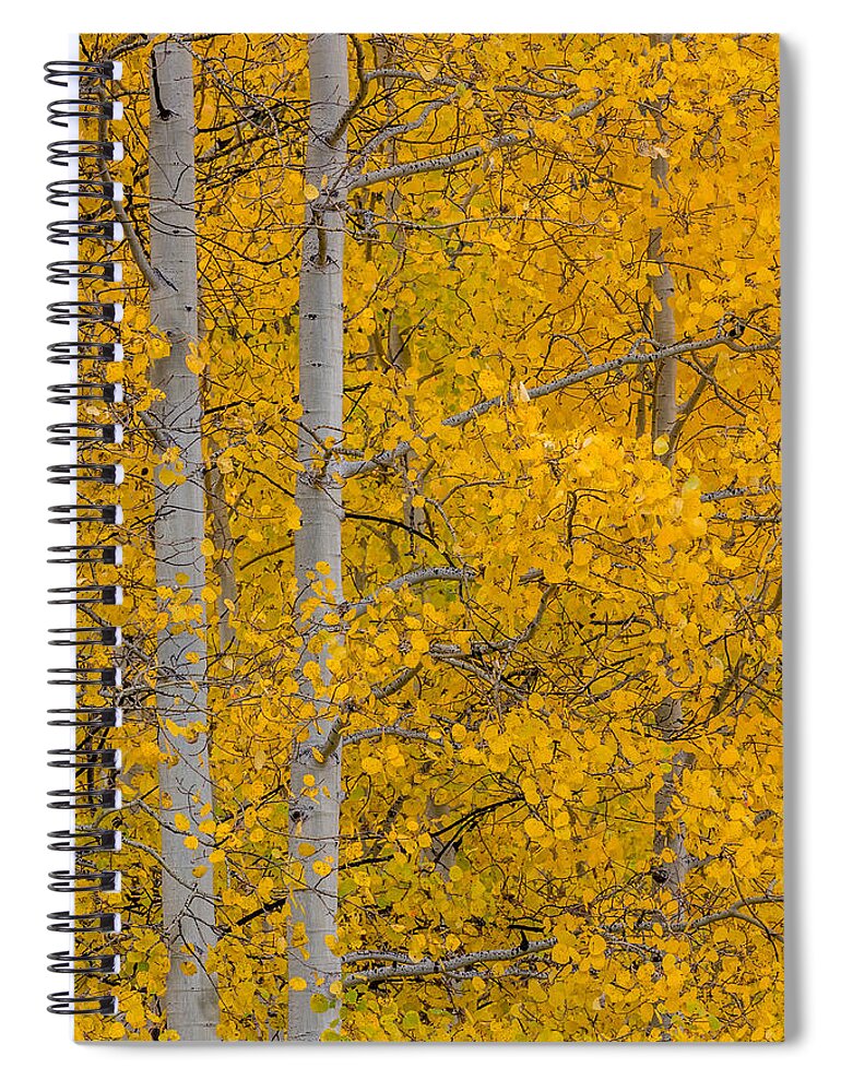 Peaceful Spiral Notebook featuring the photograph Aspen Autumn by Gary Migues