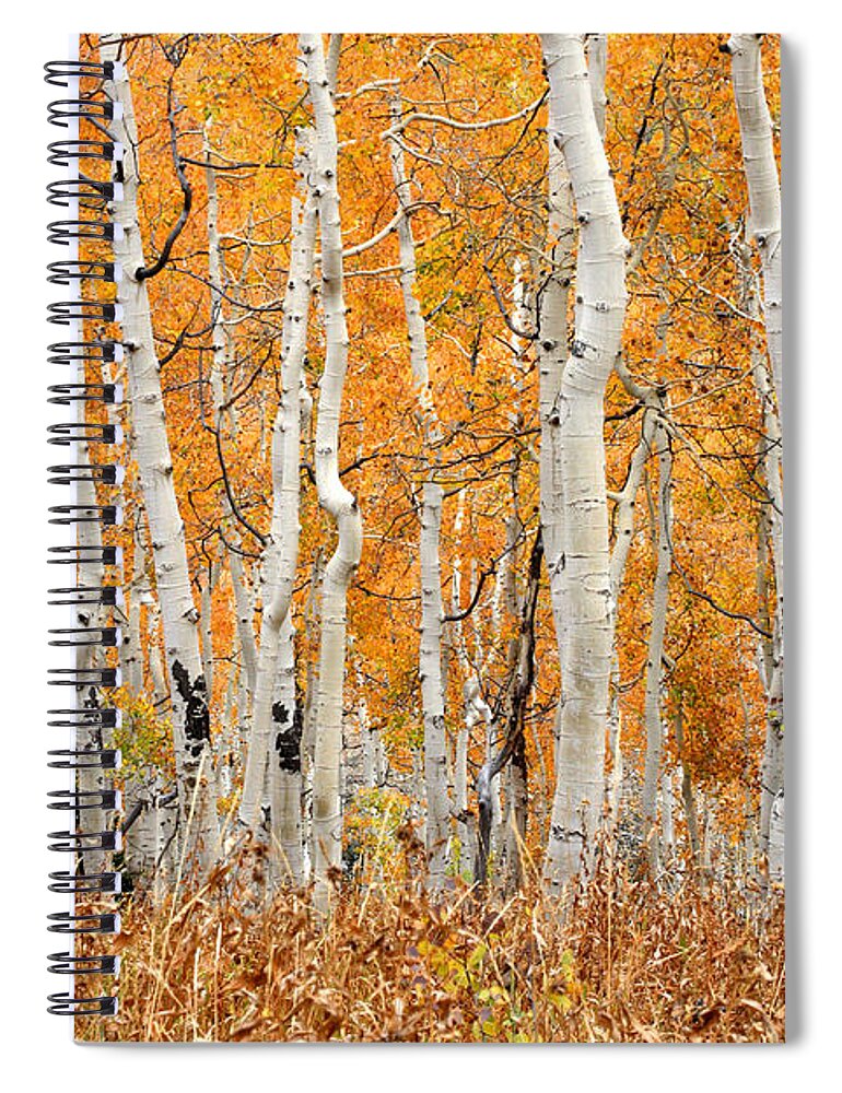 Aspen Spiral Notebook featuring the photograph Aspen Forest in Fall by Brett Pelletier