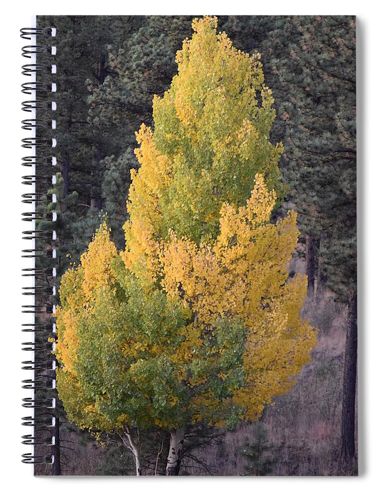 Aspen Spiral Notebook featuring the photograph Aspen Tree Fall Colors CO by Margarethe Binkley
