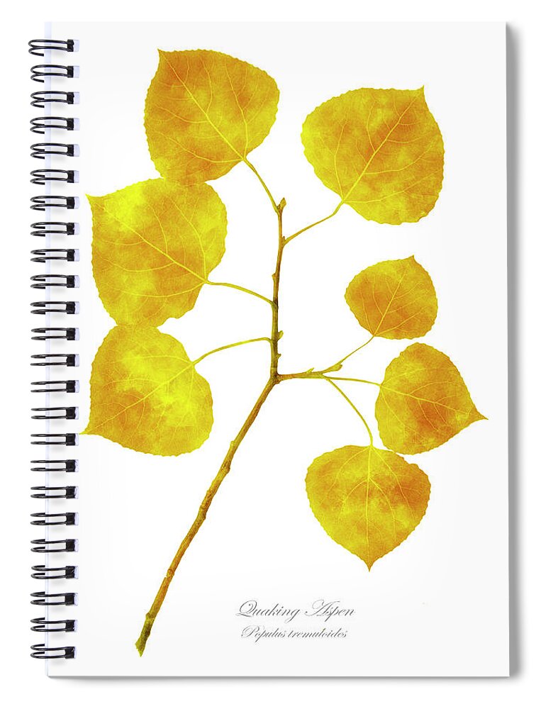 Aspen Tree Spiral Notebook featuring the photograph Aspen Tree Leaf Art by Christina Rollo