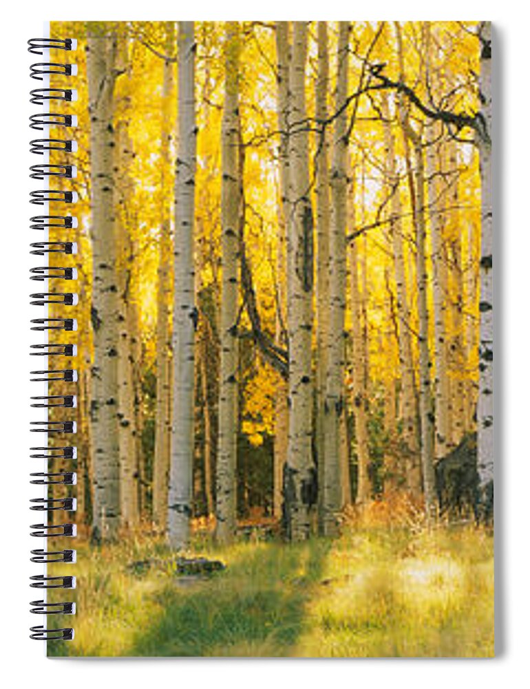 Photography Spiral Notebook featuring the photograph Aspen Trees In A Forest, Coconino by Panoramic Images