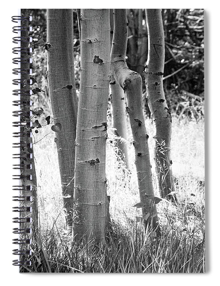 Aspes Spiral Notebook featuring the photograph Aspen Trunks by Anthony Michael Bonafede