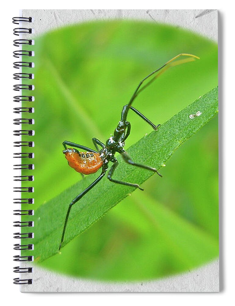 Assassin Spiral Notebook featuring the photograph Assassin Bug Nymph - Reduviidae by Carol Senske