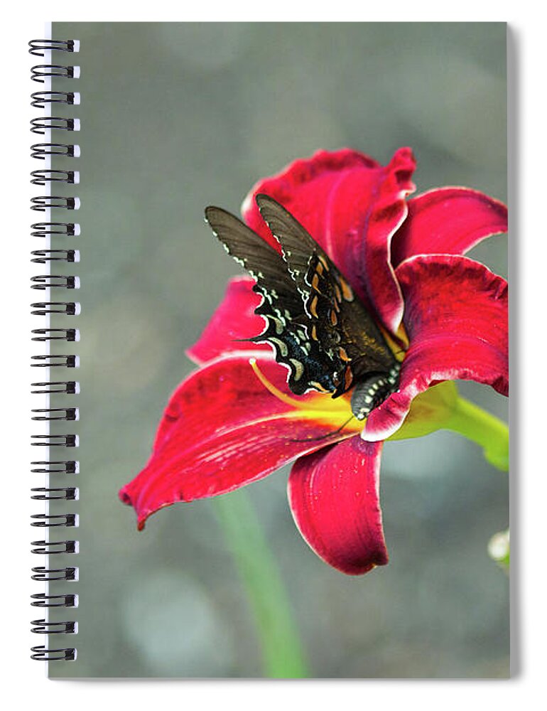 Butterfly Orchid Insect Closeup Outside Outdoors Nature Natural Wild Life Wildlife Flower Flowers Botany Botanic Botanical Ma Mass Massachusetts Brian Hale Brianhalephoto Spiral Notebook featuring the photograph At One with the Orchid 2 by Brian Hale
