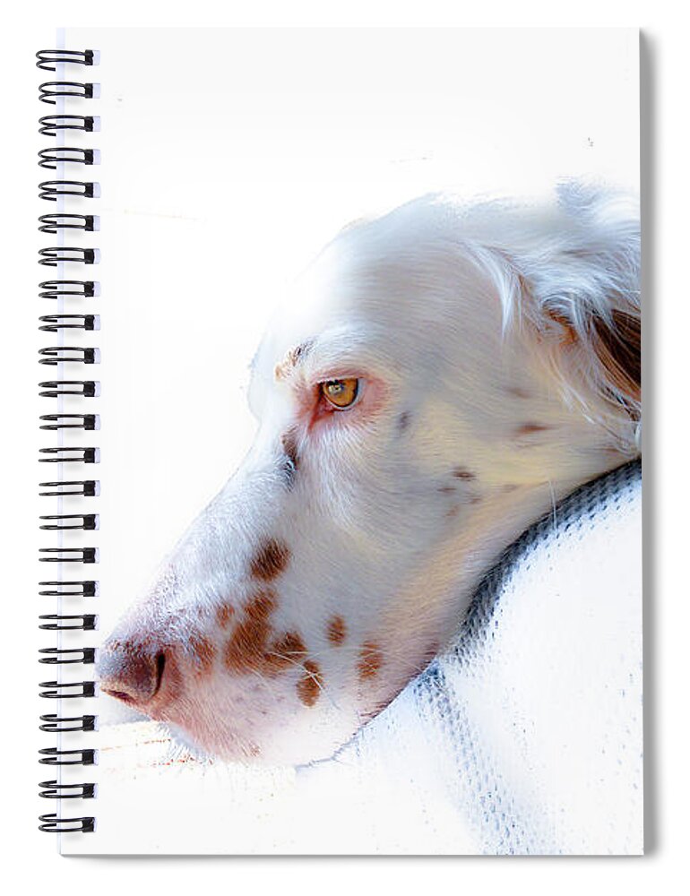 English Setter Spiral Notebook featuring the photograph Athos P by Jeff Cooper