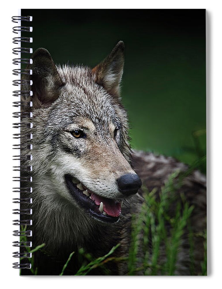 Wolf Spiral Notebook featuring the photograph Attentive by John Christopher