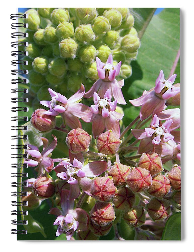 Milkweed Spiral Notebook featuring the photograph Attraction by Kathi Mirto