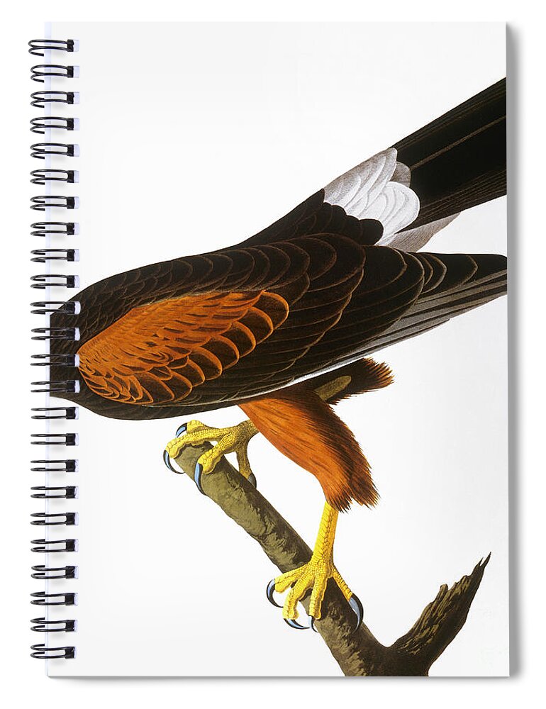 1827 Spiral Notebook featuring the photograph Audubon: Hawk, 1827 by Granger