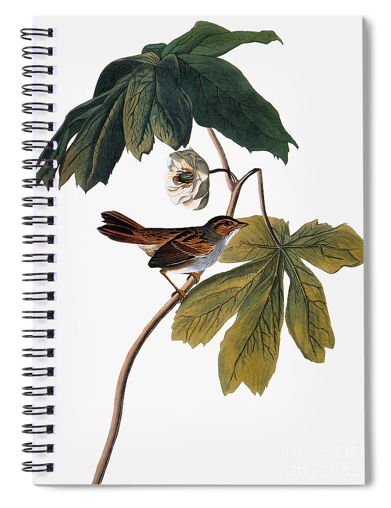 1827 Spiral Notebook featuring the photograph Audubon: Sparrow, 1827-38 by Granger