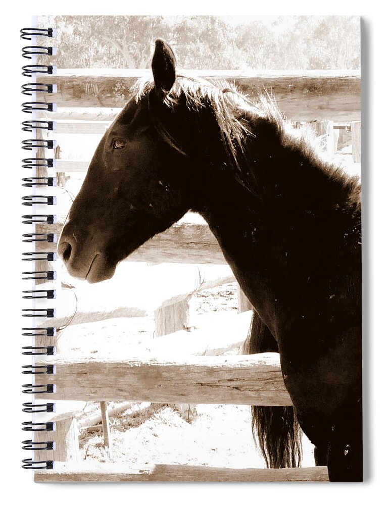 Wild Australian Horses Spiral Notebook featuring the photograph Captured by Lexa Harpell