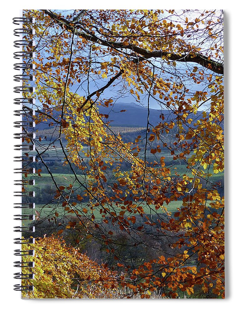 Autumn Spiral Notebook featuring the photograph Beech tree in Autumn by Phil Banks