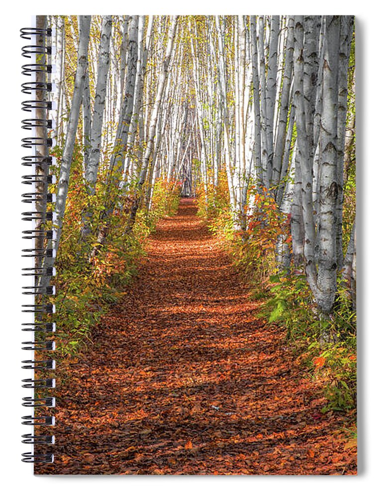 Autumn Spiral Notebook featuring the photograph Autumn Birch Path by White Mountain Images