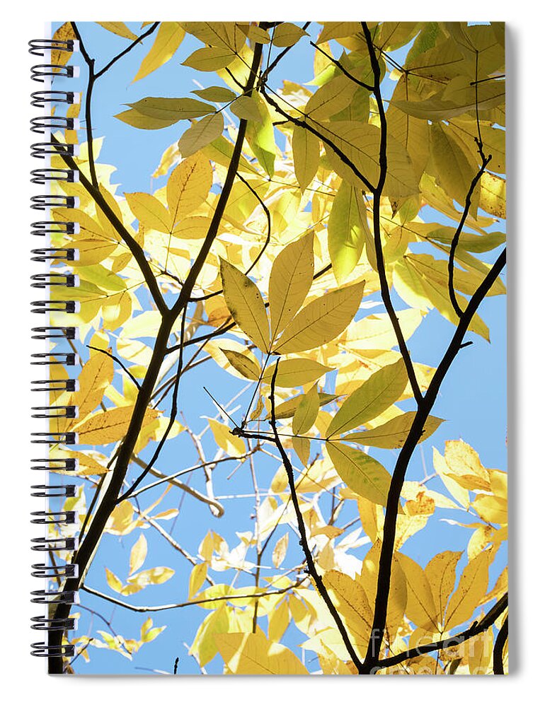Carya Cordiformis Spiral Notebook featuring the photograph Autumn Bitternut Hickory Tree Leaves by Tim Gainey