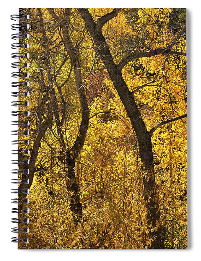 Landscape Spiral Notebook featuring the photograph Autumn Cottonwood Thicket by Ron Cline