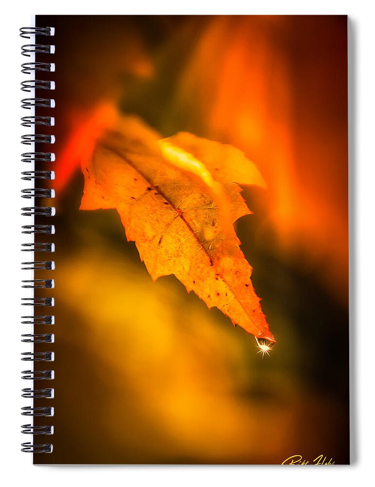Autumn Spiral Notebook featuring the photograph Autumn Drops by Rikk Flohr